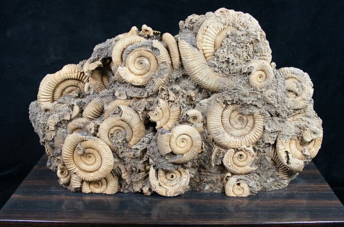 Dactylioceras Ammonite Cluster On Wood Base #8827